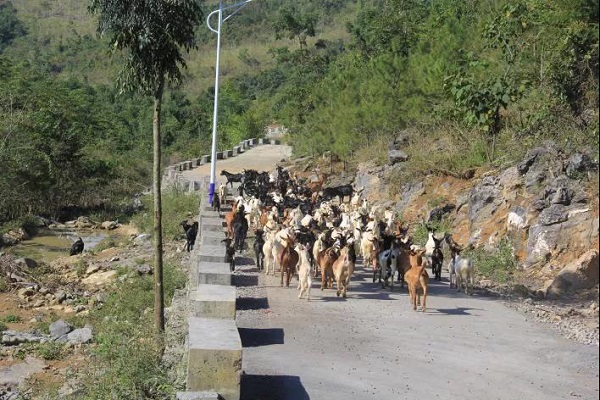 【華融扶貧】廣西分公司：落實(shí)掛牌督戰(zhàn)任務(wù) 積極助力脫貧攻堅